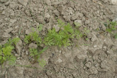 DSC09339.JPG (183.35 KiB) Osservato 827 volte DSC09339.JPG