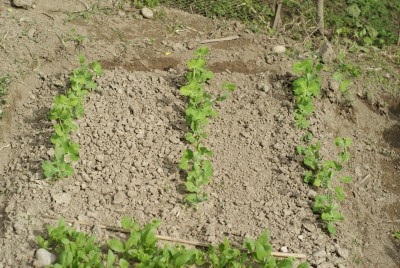 DSC09346.JPG (238 KiB) Osservato 827 volte DSC09346.JPG