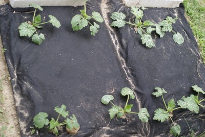 DSC09347.JPG (184.06 KiB) Osservato 827 volte DSC09347.JPG