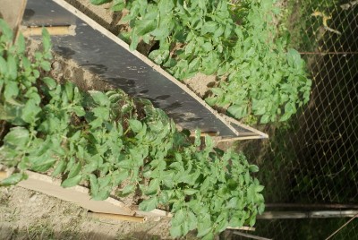 DSC09340.JPG (196.38 KiB) Osservato 824 volte DSC09340.JPG