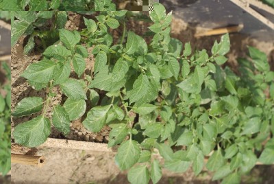 DSC09343.JPG (169.55 KiB) Osservato 824 volte DSC09343.JPG