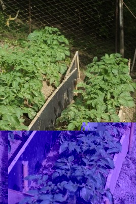 patatetecno1.jpg patatetecno1.jpg