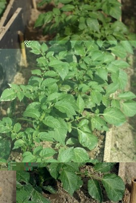 patatetecno2.jpg patatetecno2.jpg