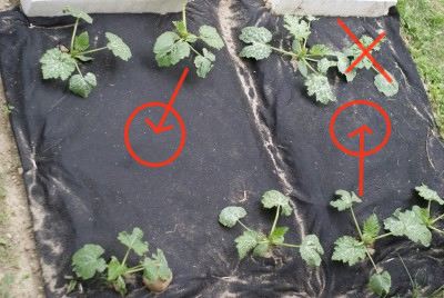 zucchine dado.jpg zucchine dado.jpg