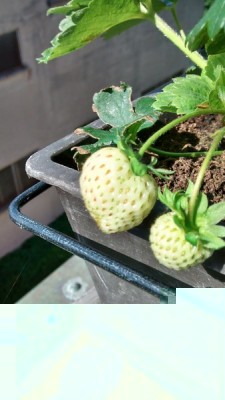 Fragole.jpg (94.71 KiB) Osservato 1196 volte Fragole.jpg