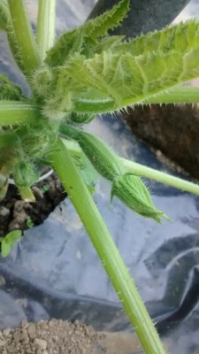 La prima zucchina.jpg (78.78 KiB) Osservato 1196 volte La prima zucchina.jpg