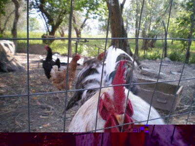 Gallo.JPG (212.23 KiB) Osservato 914 volte Gallo.JPG