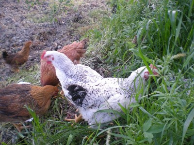 Pulcini.JPG (284.83 KiB) Osservato 914 volte Pulcini.JPG