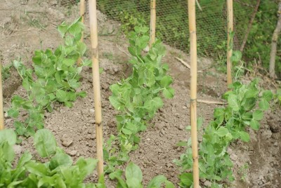 DSC09425.JPG (191.73 KiB) Osservato 728 volte DSC09425.JPG