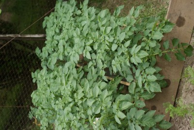 DSC09416.JPG (176.74 KiB) Osservato 728 volte DSC09416.JPG