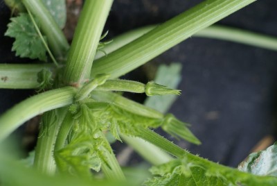 DSC09418.JPG (106.73 KiB) Osservato 728 volte DSC09418.JPG