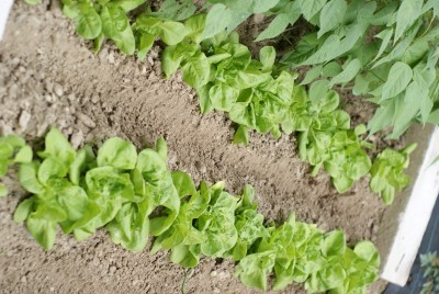 DSC09419.JPG (182.33 KiB) Osservato 728 volte DSC09419.JPG