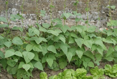 DSC09420.JPG (172.6 KiB) Osservato 727 volte DSC09420.JPG