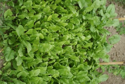 DSC09421.JPG (169.85 KiB) Osservato 727 volte DSC09421.JPG