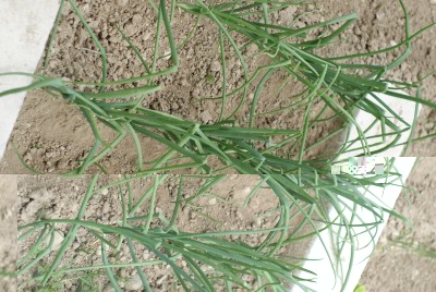 DSC09426.JPG (202.22 KiB) Osservato 727 volte DSC09426.JPG