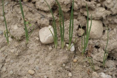 DSC09428.JPG (149.21 KiB) Osservato 727 volte DSC09428.JPG