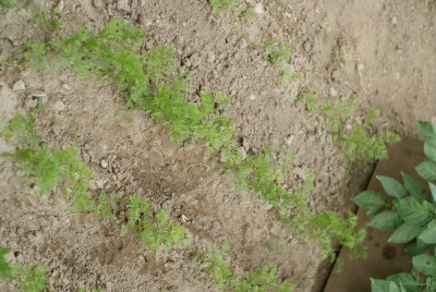 DSC09438.JPG (186.42 KiB) Osservato 727 volte DSC09438.JPG