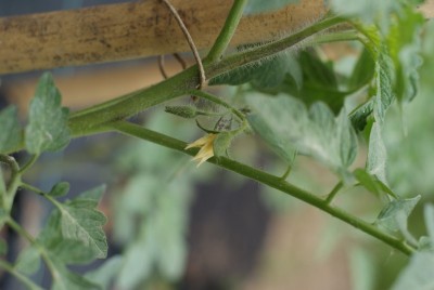 DSC09430.JPG (101.23 KiB) Osservato 727 volte DSC09430.JPG