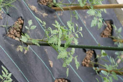 DSC09433.JPG (134.49 KiB) Osservato 727 volte DSC09433.JPG