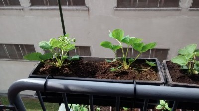 Fragole 1.jpg (115.03 KiB) Osservato 875 volte Fragole 1.jpg