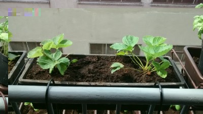 Fragole 2.jpg (122.04 KiB) Osservato 875 volte Fragole 2.jpg