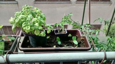 Basilico e zucchine.jpg (154.3 KiB) Osservato 875 volte Basilico e zucchine.jpg