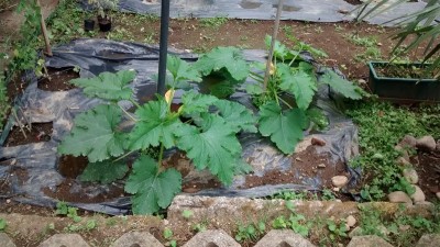 Zucchine.jpg (202.38 KiB) Osservato 873 volte Zucchine.jpg