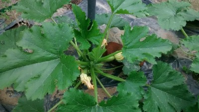 Zucchina Frutto 1.jpg (136.29 KiB) Osservato 873 volte Zucchina Frutto 1.jpg