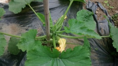 Zucchina Frutto 2.jpg (127.37 KiB) Osservato 873 volte Zucchina Frutto 2.jpg