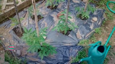 Pomodori in campo.jpg (183.6 KiB) Osservato 873 volte Pomodori in campo.jpg