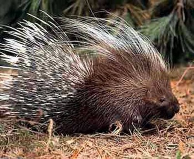 image.jpg (134.33 KiB) Osservato 640 volte image.jpg