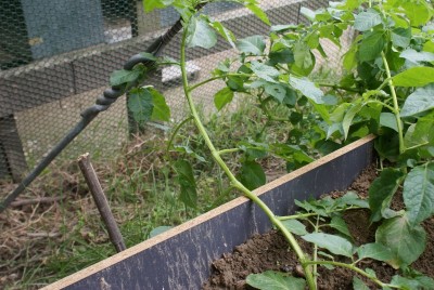 patate curve / DSC09590.JPG DSC09590.JPG