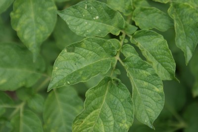 macchie patate / DSC09595.JPG DSC09595.JPG