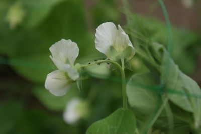 insetti piselli / DSC09593.JPG DSC09593.JPG