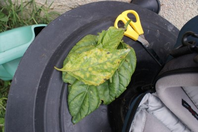 Macchie peperoncino / DSC09598.JPG DSC09598.JPG