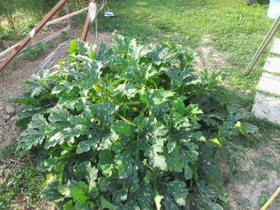 zucchine / 20140605_182547.jpg 20140605_182547.jpg