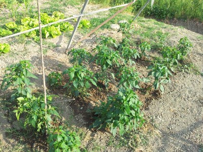 peperoncini calabresi / 20140605_182554.jpg 20140605_182554.jpg