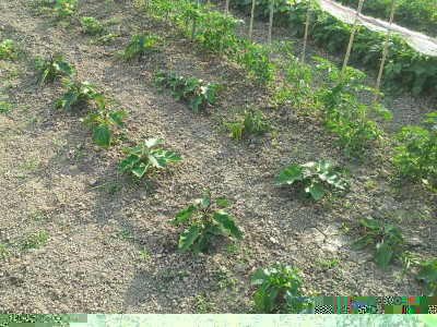 Melanzane e pomodori / 20140605_182627.jpg 20140605_182627.jpg