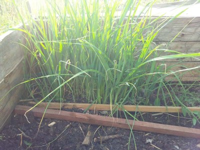 Porri / 20140605_182644.jpg 20140605_182644.jpg