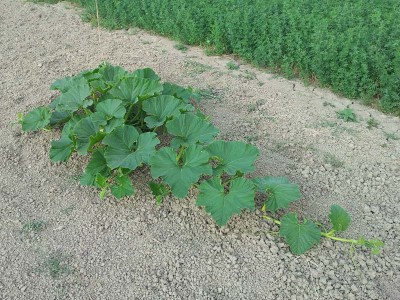 Atlantic giant / 20140605_183127.jpg 20140605_183127.jpg