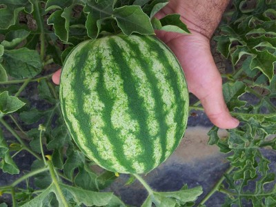 Crimson / 20140605_183205.jpg 20140605_183205.jpg