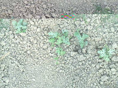 Angurie / 20140605_183241.jpg 20140605_183241.jpg