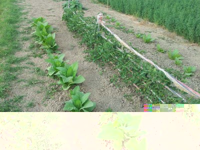 Tabacco / 20140605_183316.jpg 20140605_183316.jpg