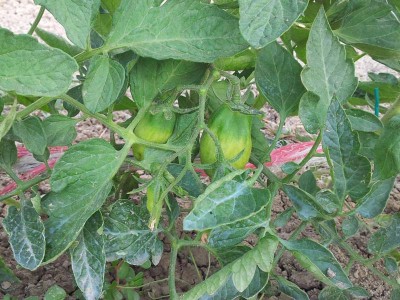 pomodori / 20140605_183331.jpg 20140605_183331.jpg