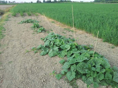 Zucche / 20140605_183343.jpg 20140605_183343.jpg