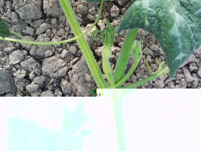 butternut / 20140605_183423.jpg 20140605_183423.jpg