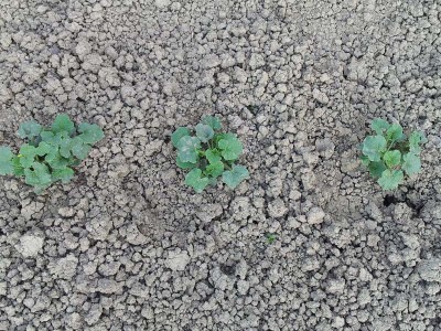 meloni / 20140605_183251.jpg 20140605_183251.jpg