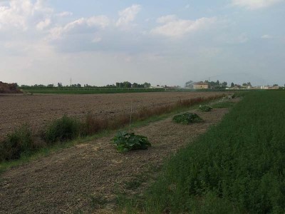 irrigazione / 20140605_183104.jpg 20140605_183104.jpg