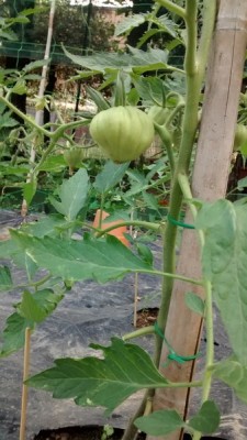 IMG-20140610-WA0006 (Copia).jpg (109.22 KiB) Osservato 783 volte IMG-20140610-WA0006 (Copia).jpg