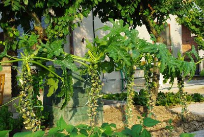zucchine1.jpg (92.89 KiB) Osservato 1911 volte zucchine1.jpg